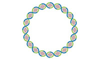 人工環(huán)狀 RNA 可繞過細胞抗病毒反應(yīng)